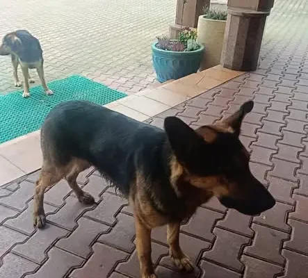 Zagubione psy przy hotelu Geovita w Czarnej Górnej. Szukamy właściciela