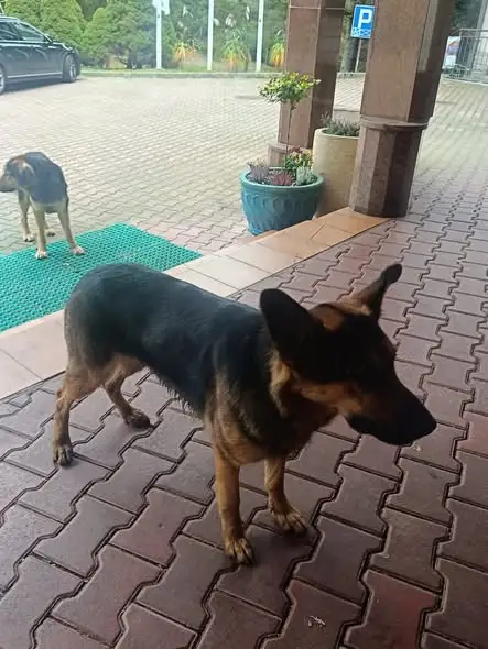 Zagubione psy przy hotelu Geovita w Czarnej Górnej. Szukamy właściciela